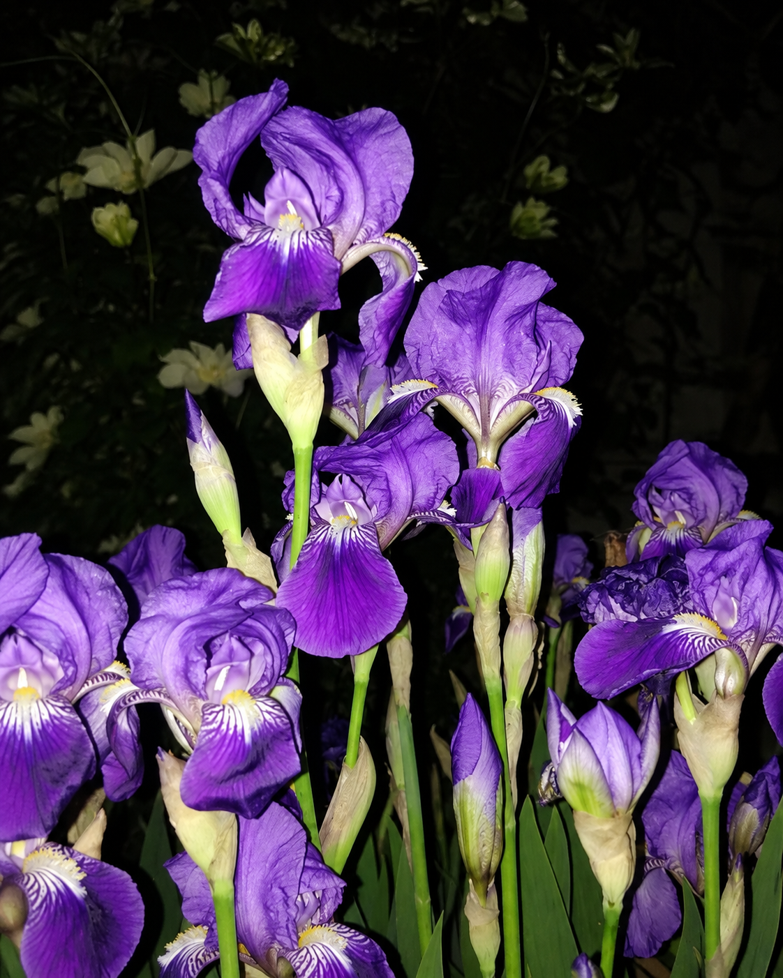 Iris